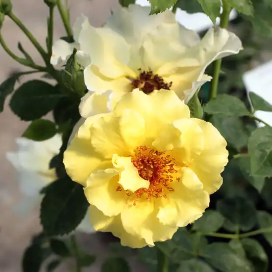Trandafiri Floribunda - Trandafiri - Tibet-Rose™ - 